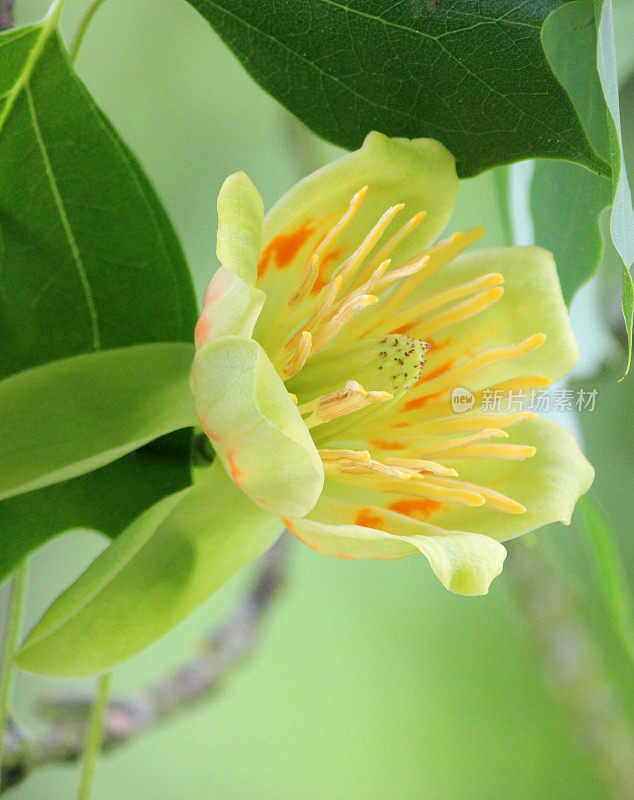 美国鹅掌楸(Liriodendron tulipifera)上的奶油花